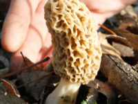 The ‘Morels’ of mushroom hunting