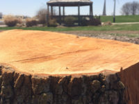 DMACC prepares to save campus ash trees from pest